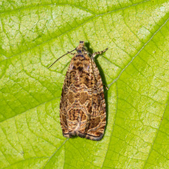 Olethreutes olivaceana