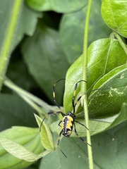 Trichonephila turneri