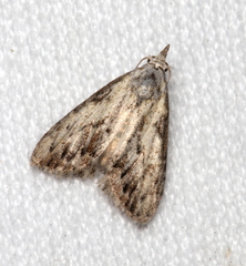 Nola pleurochorda