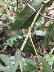 Serpocaulon levigatum