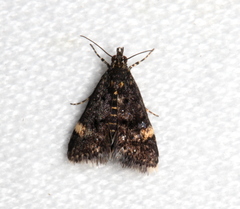 Heliothela ophideresana
