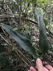 Serpocaulon levigatum