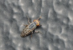 Paroedopa punctigera