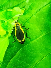 Chauliognathus distinguendus