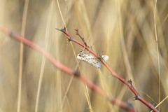 Philtraea paucimacula