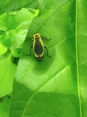 Chauliognathus distinguendus