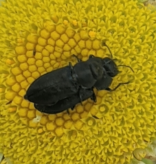 Anthaxiini