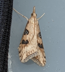 Udea turmalis