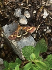 Pyrausta aurata