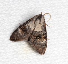 Acatapaustus leucospila