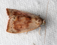 Detounda leptoplasta