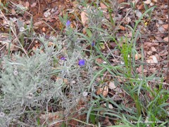 Lithodora fruticosa