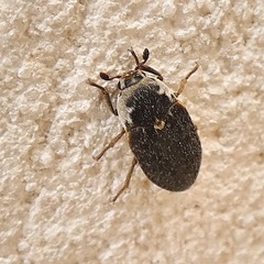 Dermestes frischii