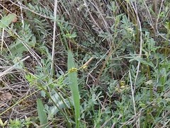 Hippocrepis ciliata