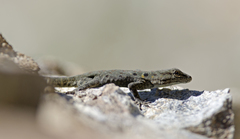 Quedenfeldtia moerens