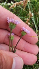 Erigeron glabratus