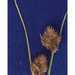 Carex athrostachya - Photo (c) "<a href=""http://www.fs.fed.us/rm/boise/teams/shrub/shaw.htm"">USDA FS RMRS Boise Aquatic Sciences Lab</a>.", vissa rättigheter förbehållna (CC BY-NC-SA)