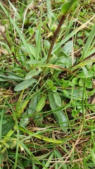 Erigeron glabratus