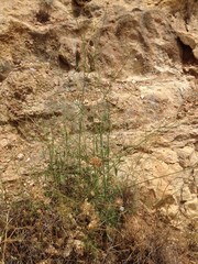 Cephalaria joppensis