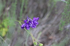Delphinium pentagynum