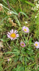 Erigeron glabratus