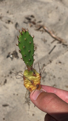 Opuntia drummondii