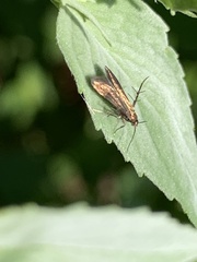 Schreckensteinioidea