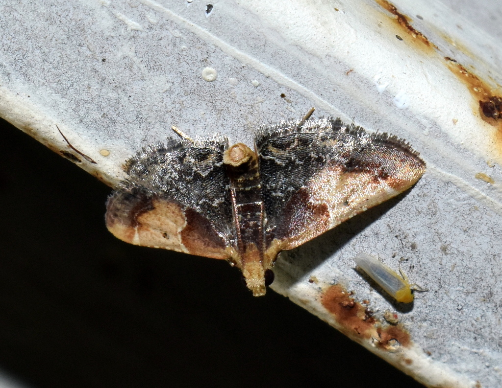 Pyralis fumipennis
