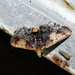 Pyralis fumipennis - Photo (c) Vinod Borse, algunos derechos reservados (CC BY-NC), subido por Vinod Borse
