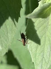 Schreckensteinioidea