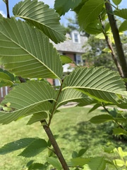 Ulmus americana