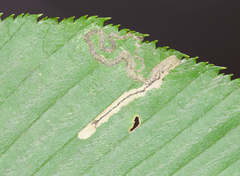 Stigmella lemniscella