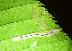 Stigmella lemniscella