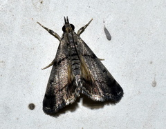 Noorda