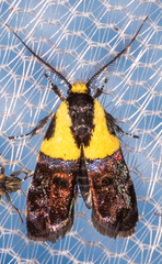 Rectiostoma xanthobasis