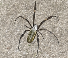 Trichonephila clavipes