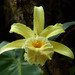 Sobralia xantholeuca - Photo (c) juancb, some rights reserved (CC BY-NC)