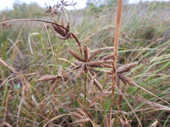 Bolboschoenus glaucus