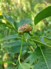 Euura amerinae