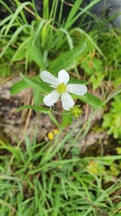 Ranunculus platanifolius