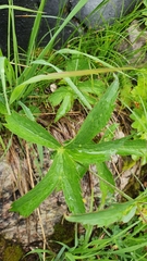 Ranunculus platanifolius