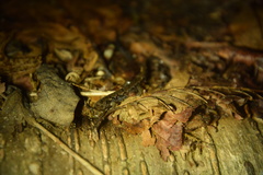 Desmognathus perlapsus