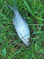 Blicca bjoerkna