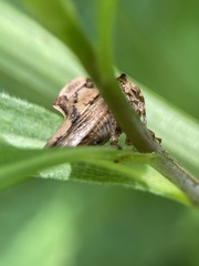 Telamona maculata