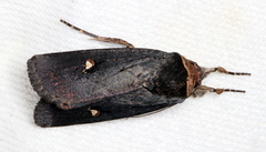 Proteuxoa cinereicollis