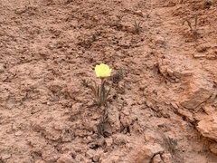 Oenothera howardii