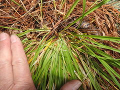 Carex backii
