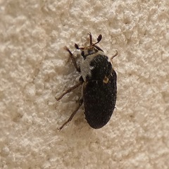 Dermestes frischii