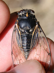 Cicadatra persica