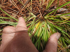 Carex backii